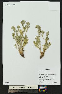 Potentilla pensylvanica image