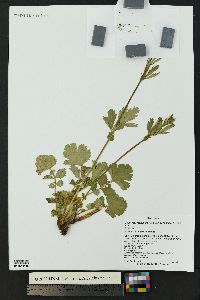 Geum macrophyllum image