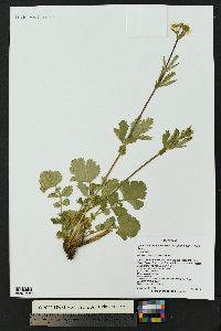 Geum macrophyllum image