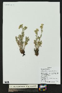 Potentilla pensylvanica image