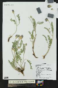 Astragalus laxmannii var. robustior image