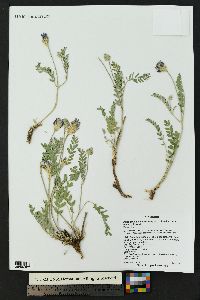 Astragalus laxmannii var. robustior image