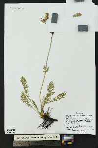 Geum triflorum var. ciliatum image