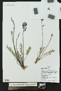 Oxytropis lambertii image