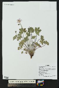 Geranium caespitosum subsp. caespitosum image
