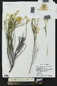 Ericameria nauseosa var. oreophila image