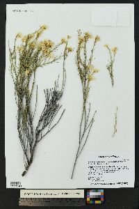 Ericameria nauseosa var. oreophila image