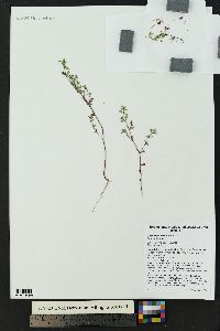 Euphorbia serpillifolia image