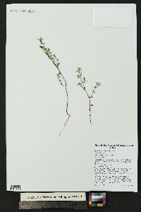 Euphorbia serpillifolia image