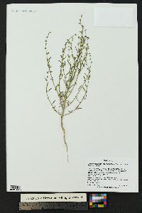 Chenopodium leptophyllum image