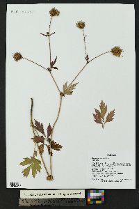 Geum aleppicum image