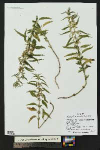 Urtica gracilis image