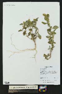 Amaranthus albus image