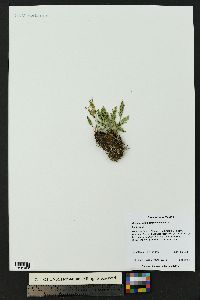 Cryptogramma acrostichoides image