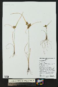 Cyperus glomeratus image