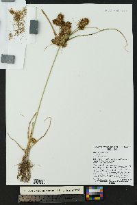 Cyperus glomeratus image