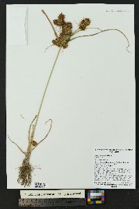 Cyperus glomeratus image