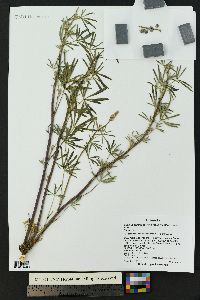 Lupinus argenteus var. myrianthus image