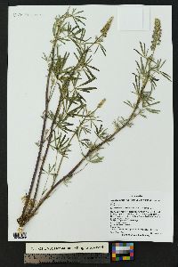 Lupinus argenteus var. myrianthus image