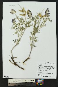 Lupinus caudatus subsp. argophyllus image