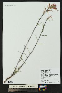 Castilleja linariifolia image