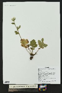 Geum macrophyllum var. perincisum image