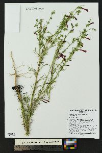 Ipomopsis aggregata image