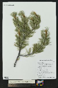 Pinus edulis image