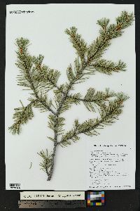 Pinus edulis image