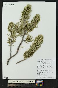 Pinus edulis image