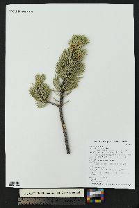 Pinus edulis image