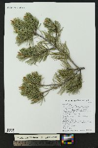 Pinus edulis image