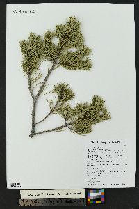 Pinus edulis image