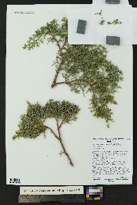 Juniperus monosperma image