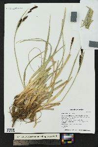 Carex nebrascensis image