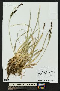 Carex nebrascensis image