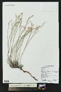 Eriogonum havardii image