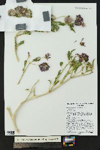 Tripterocalyx micranthus image