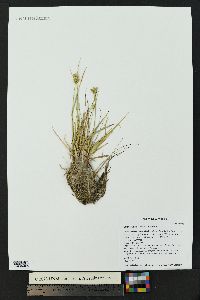 Carex viridula var. viridula image