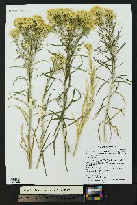 Ericameria nauseosa var. graveolens image