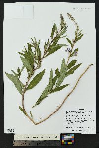 Chamaenerion angustifolium subsp. circumvagum image