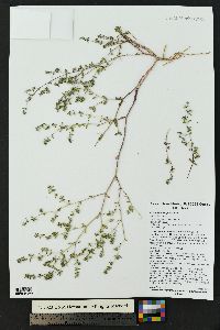 Euphorbia serpillifolia image