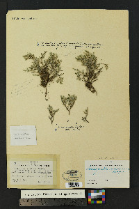 Selaginella rupincola image