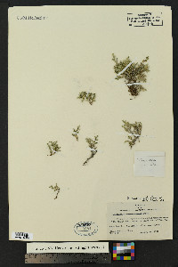 Selaginella rupincola image