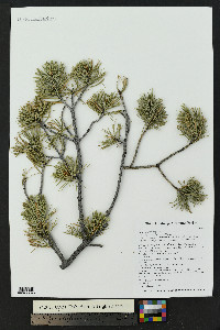 Pinus edulis image