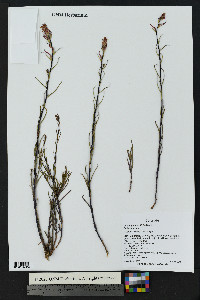 Castilleja linariifolia image