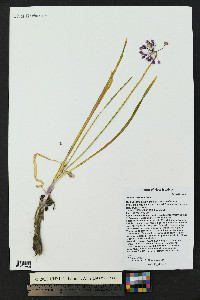 Allium cernuum image