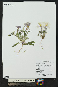 Oenothera albicaulis image