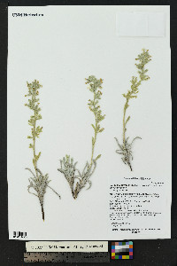Oreocarya fulvocanescens var. fulvocanescens image