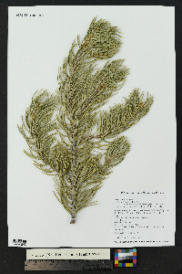 Pinus edulis image